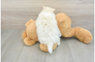 Little Pomeranian Baby