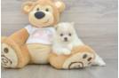Popular Pomeranian Baby