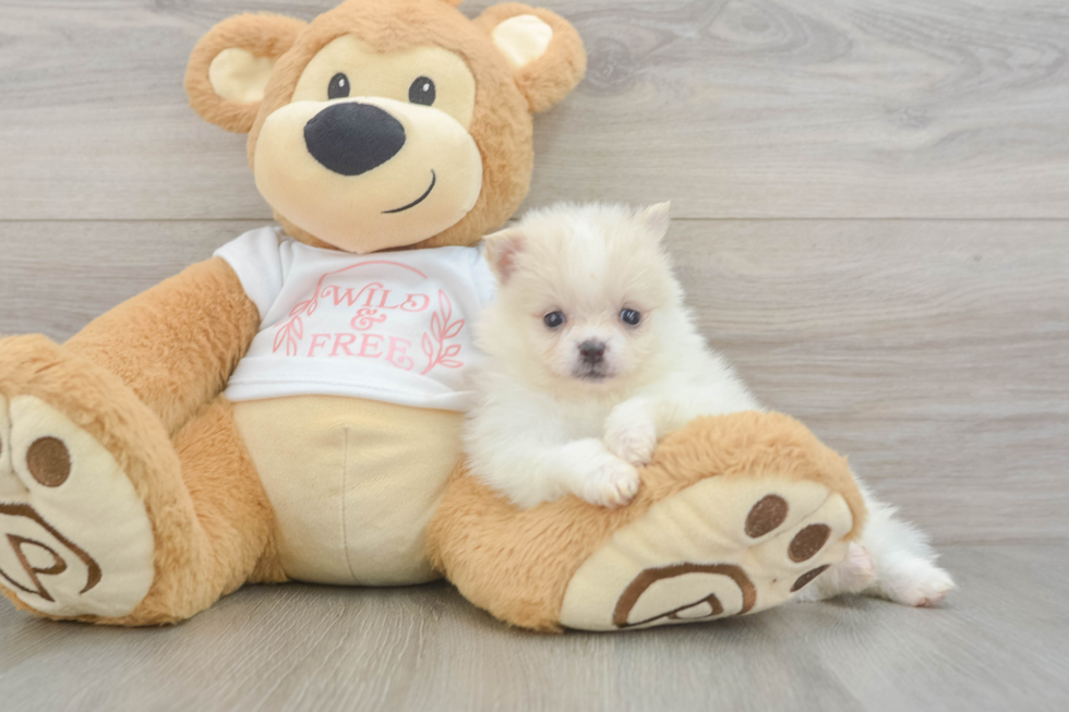 Popular Pomeranian Baby