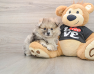 7 week old Pomeranian Puppy For Sale - Pilesgrove Pups