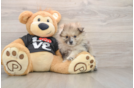 Popular Pomeranian Baby