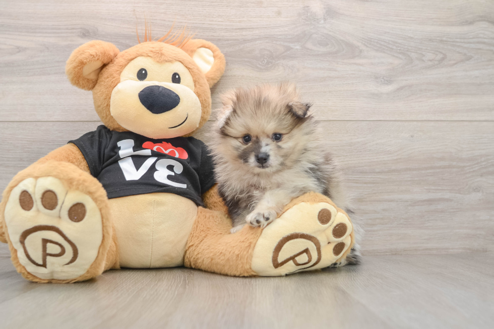 Popular Pomeranian Baby