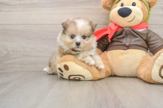 Friendly Pomeranian Baby