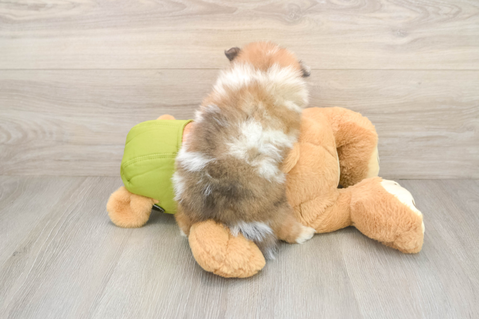 Friendly Pomeranian Baby