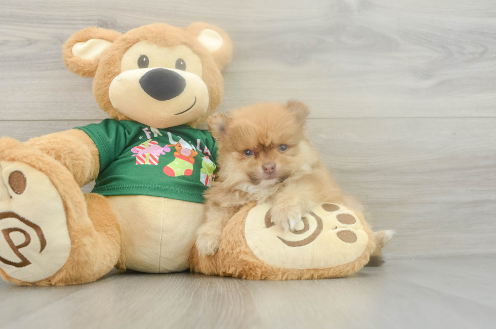 5 week old Pomeranian Puppy For Sale - Pilesgrove Pups