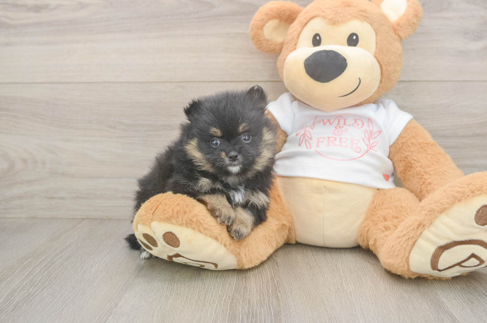 5 week old Pomeranian Puppy For Sale - Pilesgrove Pups