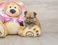 8 week old Pomeranian Puppy For Sale - Pilesgrove Pups