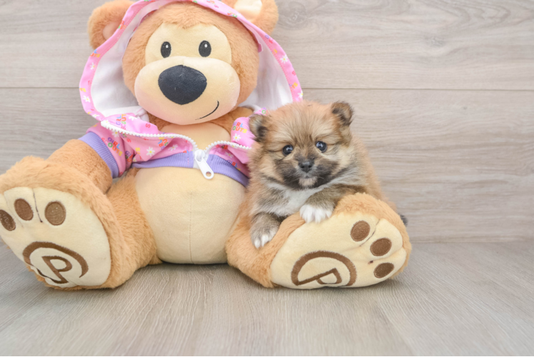 Pomeranian Pup Being Cute