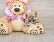 8 week old Pomeranian Puppy For Sale - Pilesgrove Pups