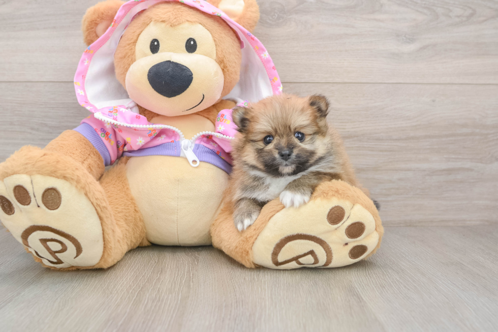 Pomeranian Pup Being Cute
