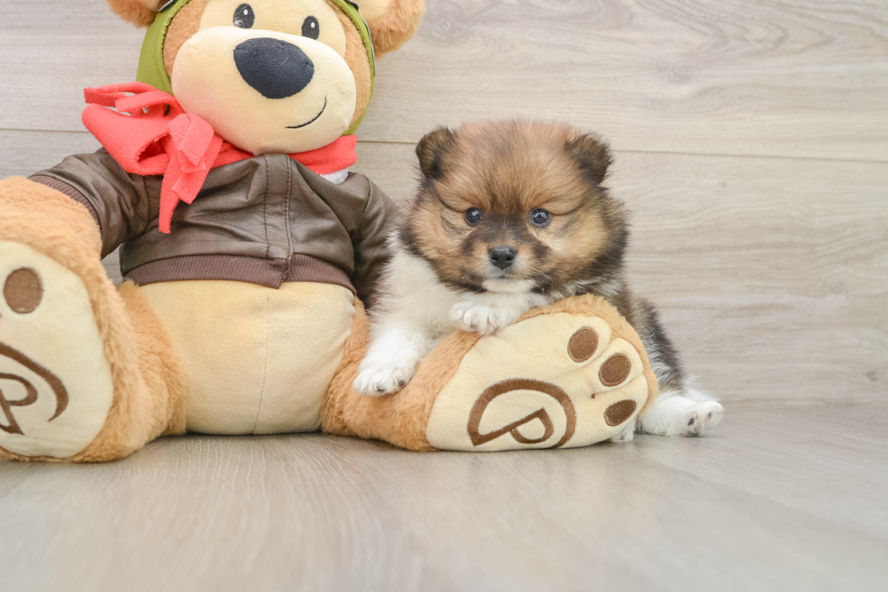 Petite Pom Pom Purebred Puppy