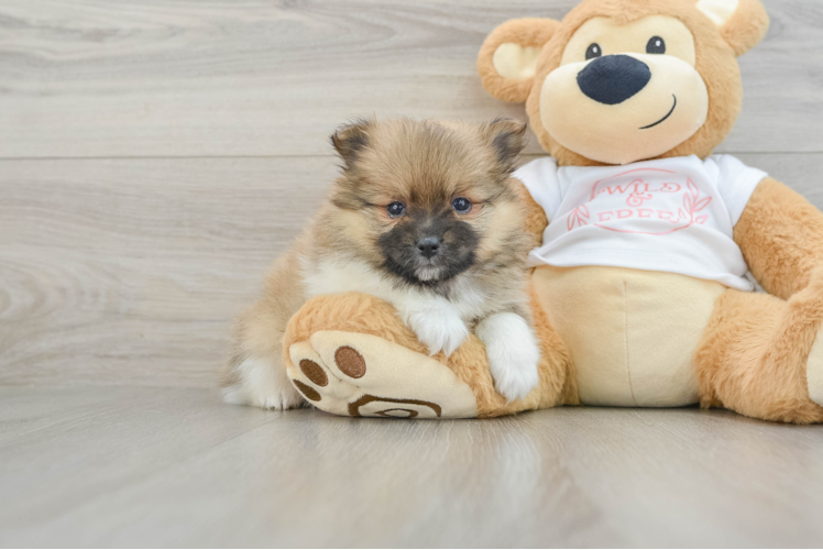 Sweet Swergspitz Purebred Puppy