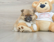 7 week old Pomeranian Puppy For Sale - Pilesgrove Pups