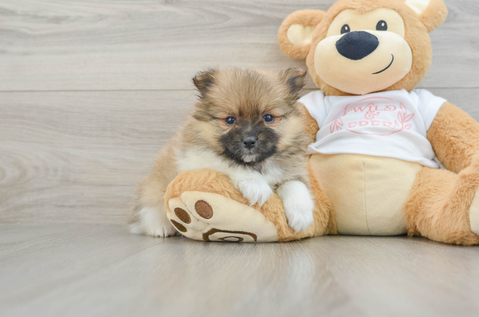 6 week old Pomeranian Puppy For Sale - Pilesgrove Pups