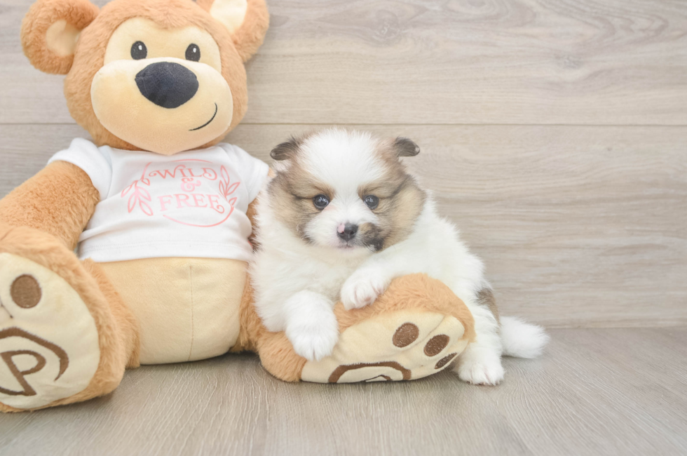 5 week old Pomeranian Puppy For Sale - Pilesgrove Pups