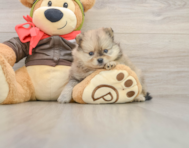 8 week old Pomeranian Puppy For Sale - Pilesgrove Pups