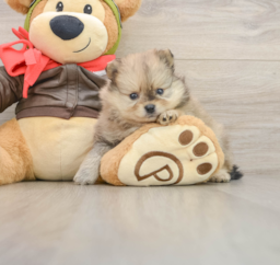 10 week old Pomeranian Puppy For Sale - Pilesgrove Pups