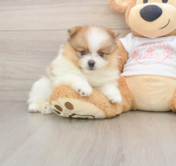 8 week old Pomeranian Puppy For Sale - Pilesgrove Pups