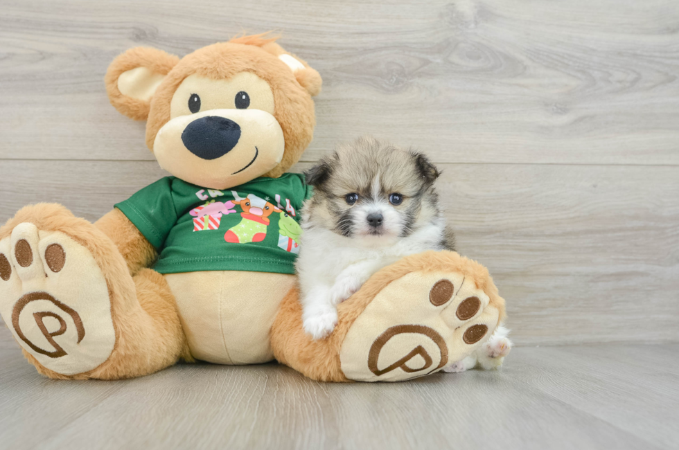 5 week old Pomeranian Puppy For Sale - Pilesgrove Pups