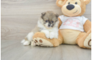 Funny Pomeranian Purebred Pup
