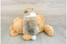 Hypoallergenic Pomeranian Purebred Pup