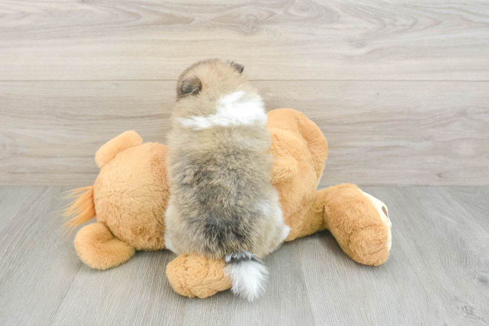 Hypoallergenic Pomeranian Purebred Pup