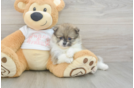Funny Pomeranian Baby