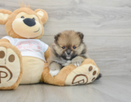 7 week old Pomeranian Puppy For Sale - Pilesgrove Pups