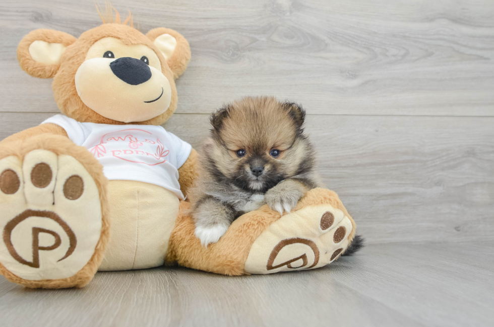 6 week old Pomeranian Puppy For Sale - Pilesgrove Pups