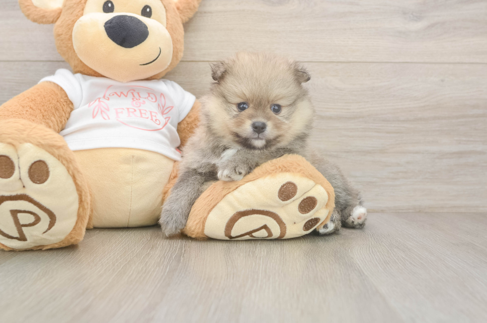 5 week old Pomeranian Puppy For Sale - Pilesgrove Pups