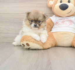 8 week old Pomeranian Puppy For Sale - Pilesgrove Pups