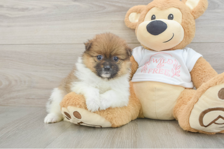 Best Pomeranian Baby