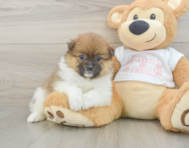 7 week old Pomeranian Puppy For Sale - Pilesgrove Pups