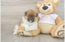 Best Pomeranian Baby