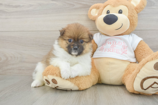Best Pomeranian Baby