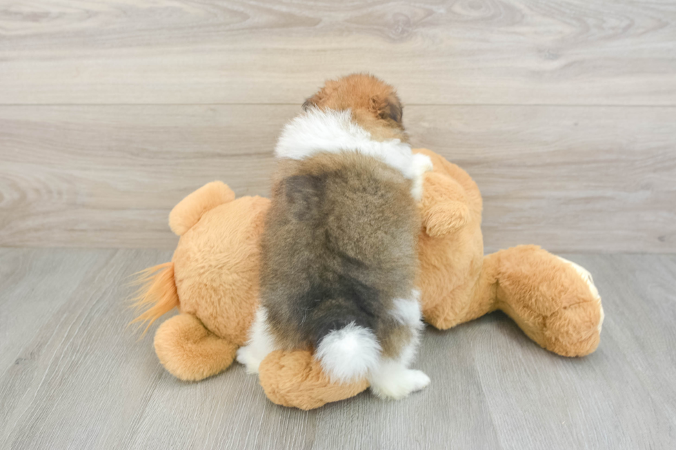 Pomeranian Pup Being Cute