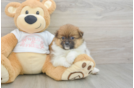 Pomeranian Puppy for Adoption