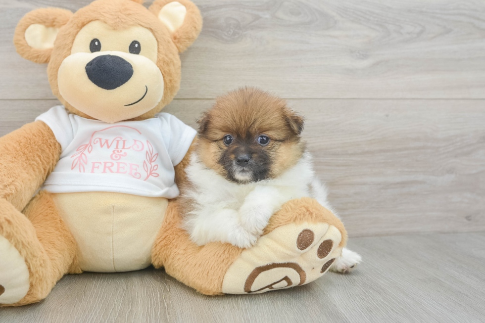 Pomeranian Puppy for Adoption