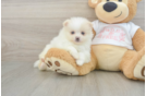 Pomeranian Puppy for Adoption