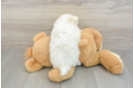 Popular Pomeranian Baby