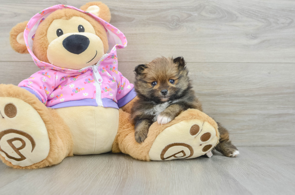 6 week old Pomeranian Puppy For Sale - Pilesgrove Pups