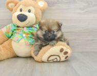 7 week old Pomeranian Puppy For Sale - Pilesgrove Pups
