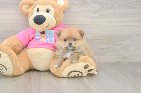 Akc Registered Pomeranian Baby
