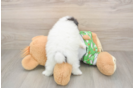 Pomeranian Pup Being Cute