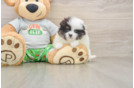 Pomeranian Puppy for Adoption