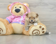 8 week old Pomeranian Puppy For Sale - Pilesgrove Pups