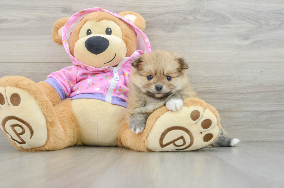 6 week old Pomeranian Puppy For Sale - Pilesgrove Pups