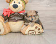 8 week old Pomeranian Puppy For Sale - Pilesgrove Pups