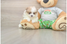 Pomeranian Pup Being Cute