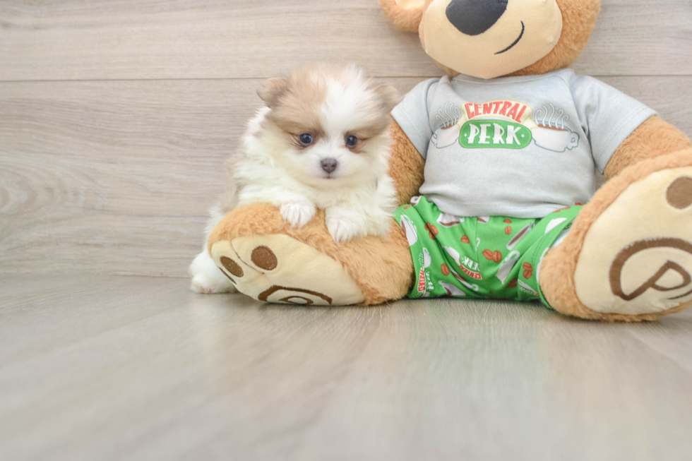 Pomeranian Pup Being Cute